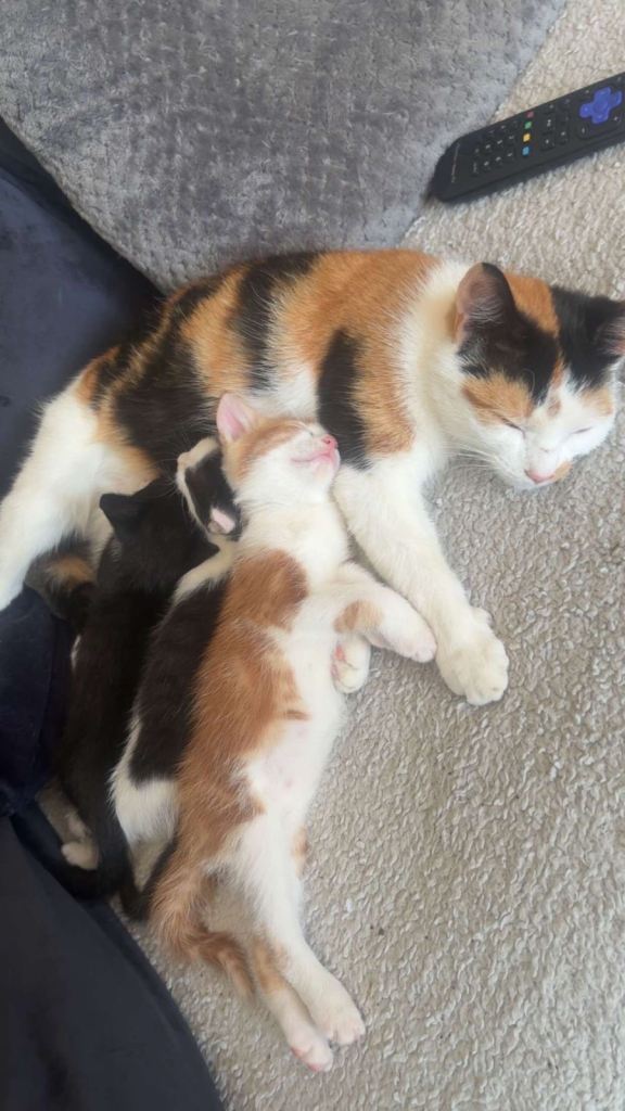 Kittens