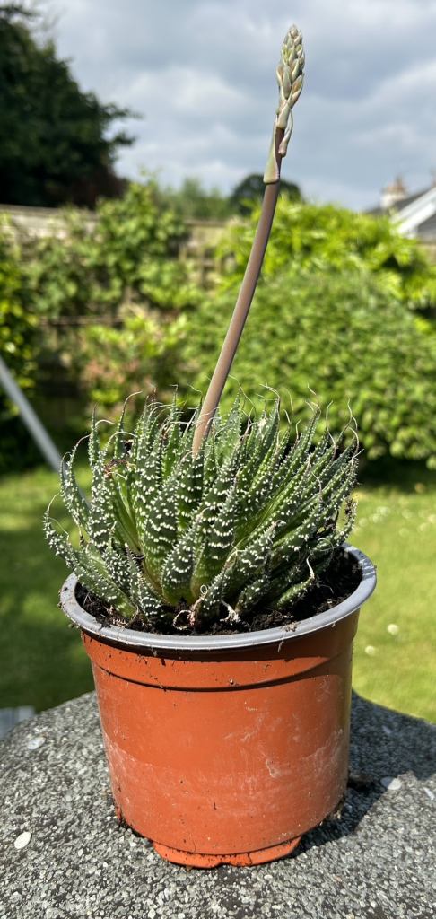 Guinea-fowl Aloe Cacti  succulent