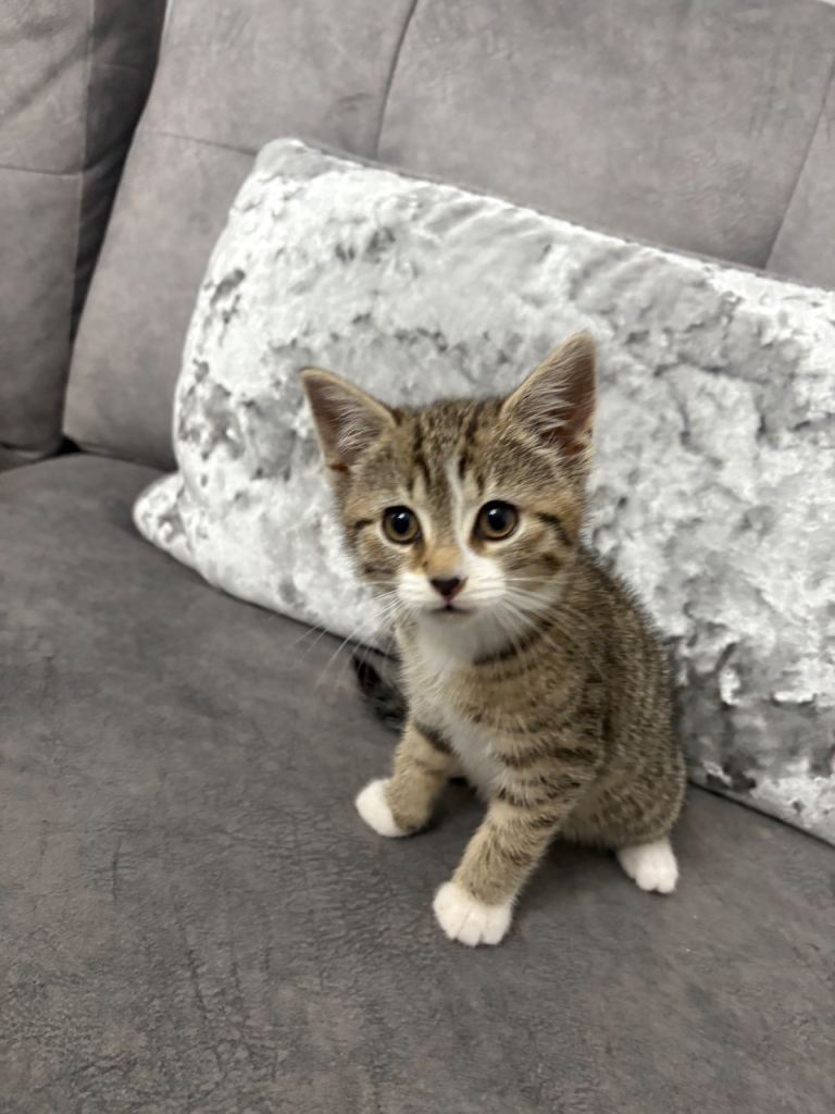 Female kitten for sale