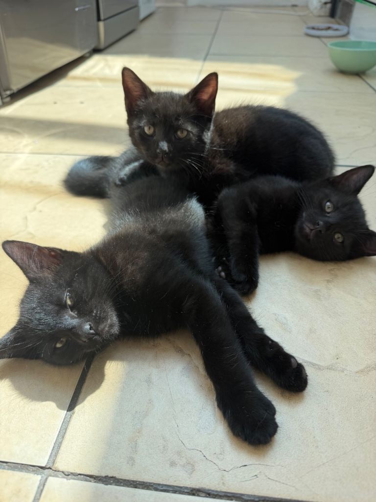 Adorable Kittens – Fully Litter & Food Trained!