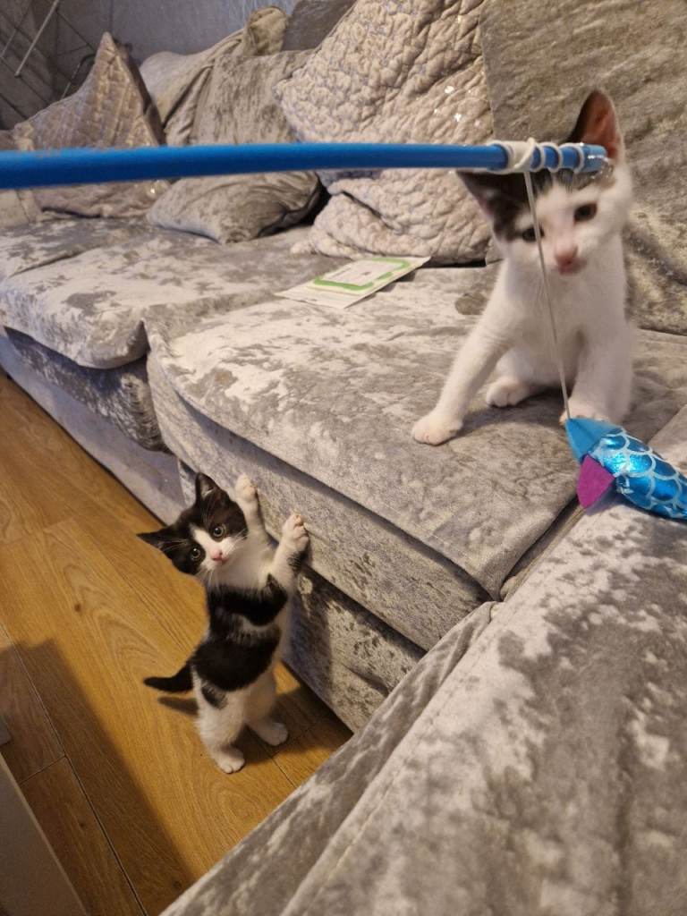 Kittens ready now for forever homes