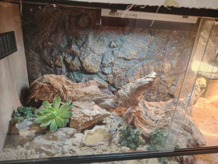 Leopard gecko 