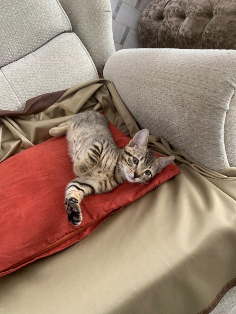 🐾 Adorable Bengal Mix Kitten Looking for a Loving Home 🐾