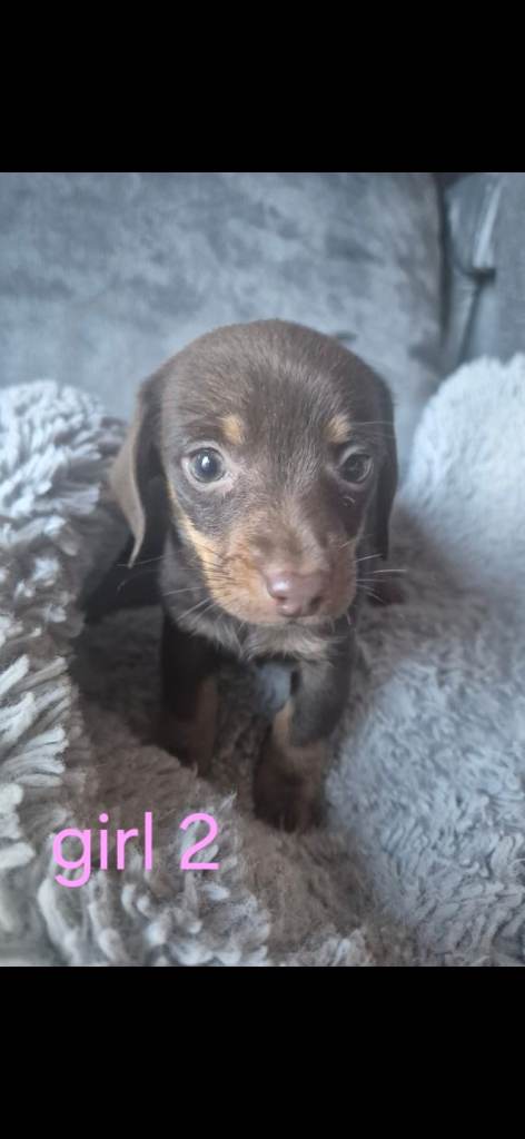 Jack russle X Dachshund 