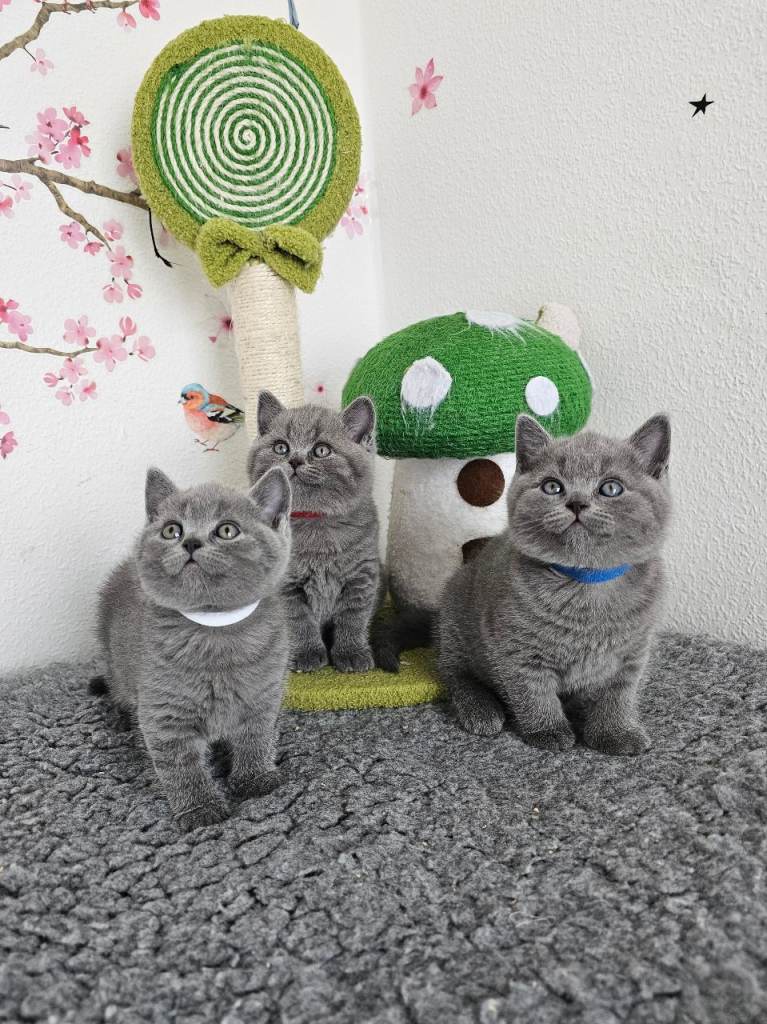 British shorthair kittens 
