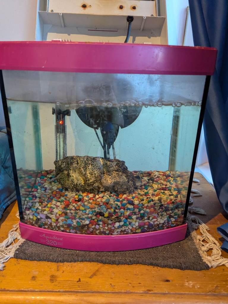 Tropical Fish and tank and accessories for sale