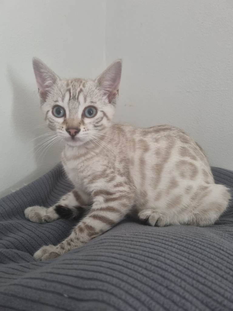 Pedigree bengal kittens looking for home