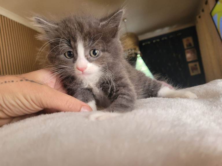 Mix fur kittens 