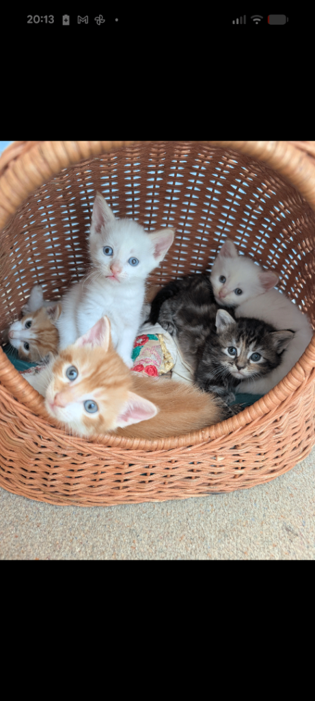 4 kittens ready for their forever home in 1 weeks near Reading 