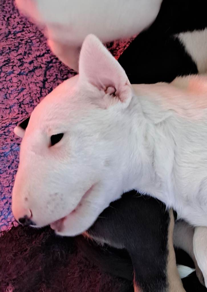 1 Beautiful Bull Terrier girl 😍