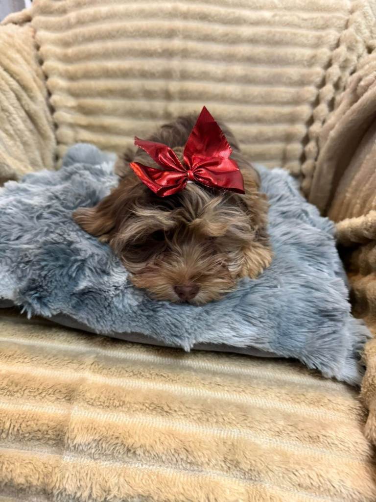 Merle Yorkie female for sale