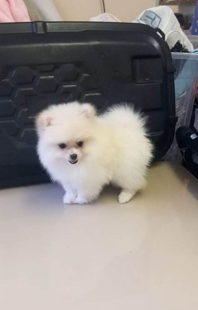 Female Pomeranian 9 weeks old 
