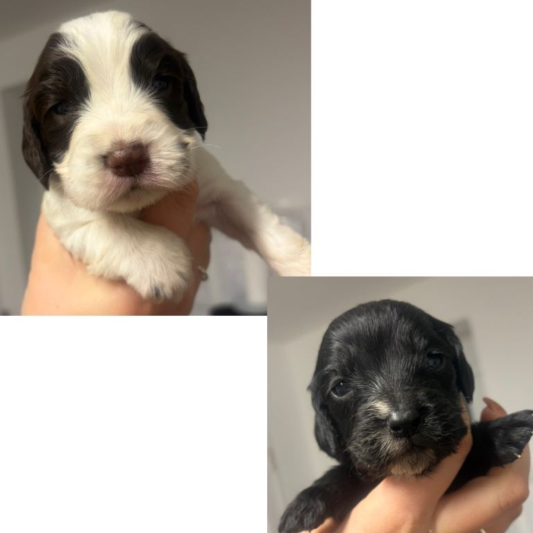 5 Cocker spaniel puppies for sale 