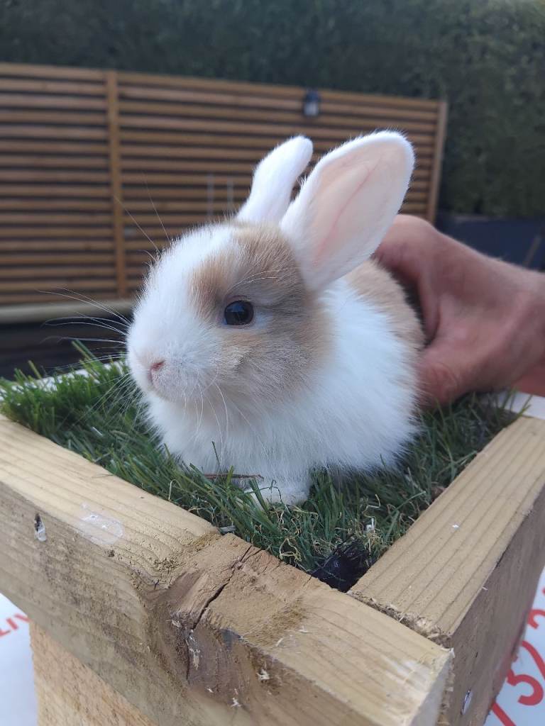Baby lops