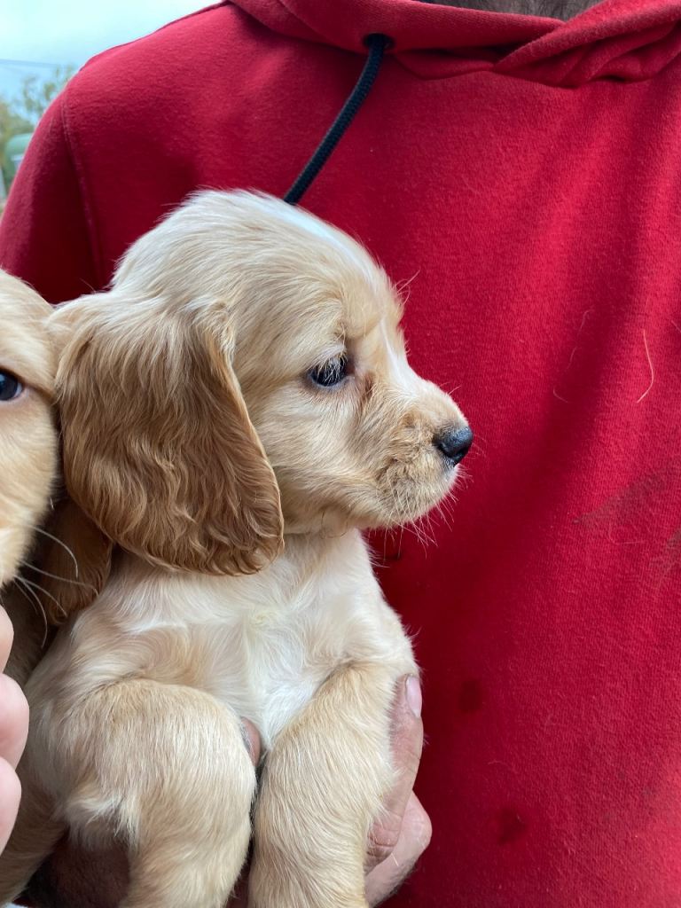 Kc registered cocker spaniel puppies