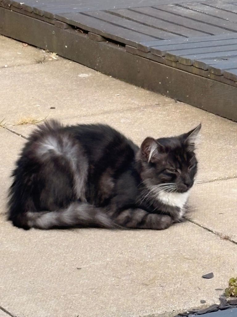 Two cats for sale b+G 