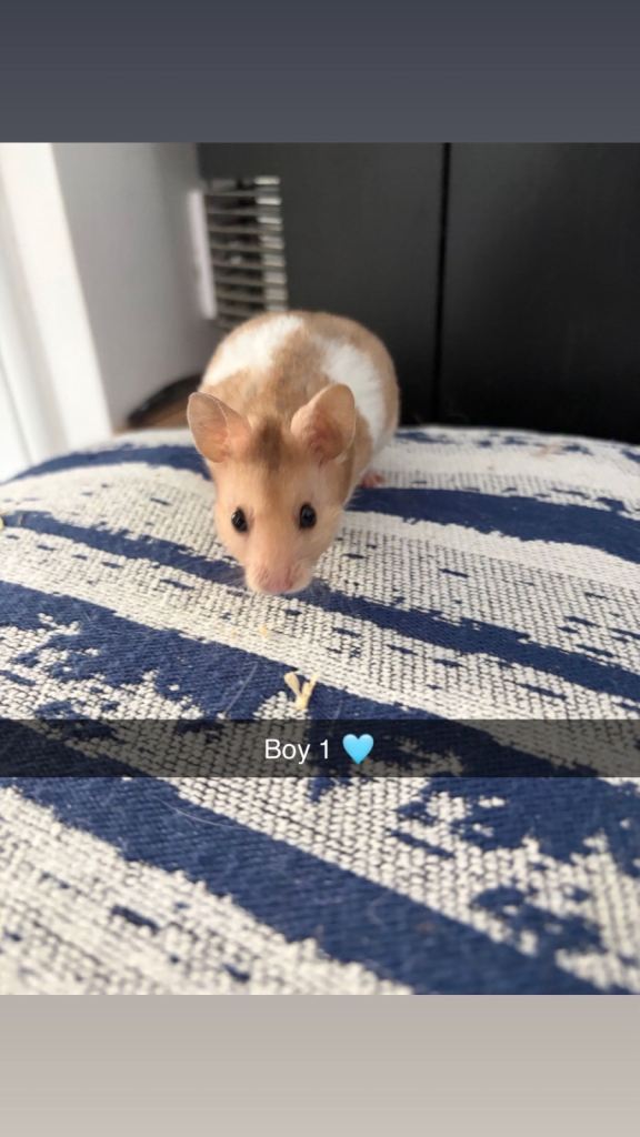 Baby Syrian Hamster’s
