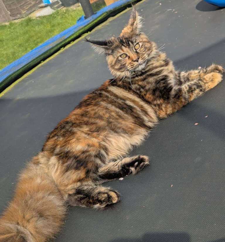 MAINECOON 8 months 5 days old