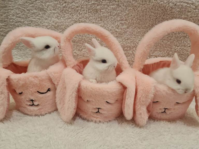 3 pure white baby rabbits