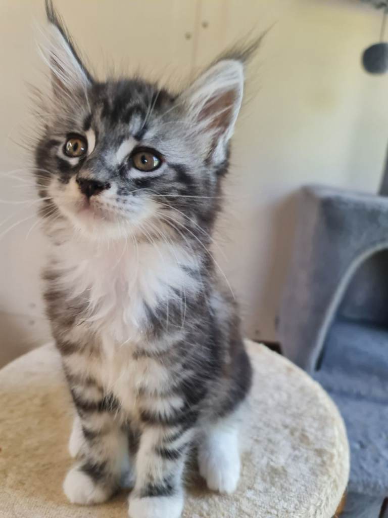 Beautiful TICA Registered Pedigree Maine Coon Kittens