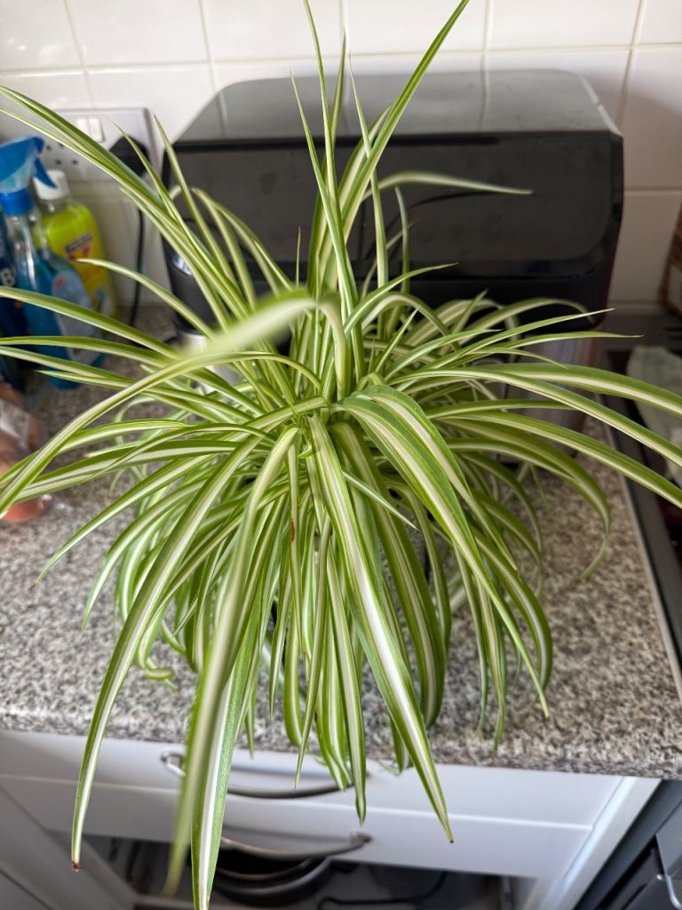 Healthy Spider Plant – Easy Care Houseplant