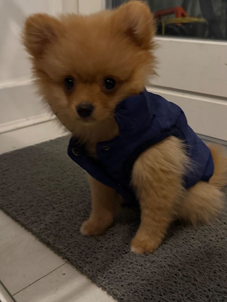 Pomeranian puppy 