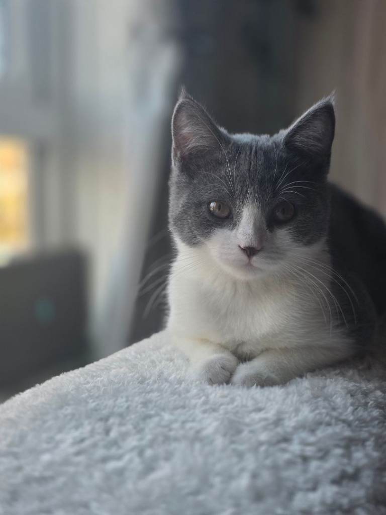 Kitten for sale 6 months old scottish straight 