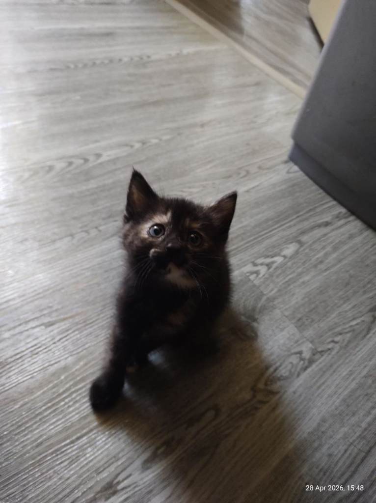 Turkish angora x kitten female only left 