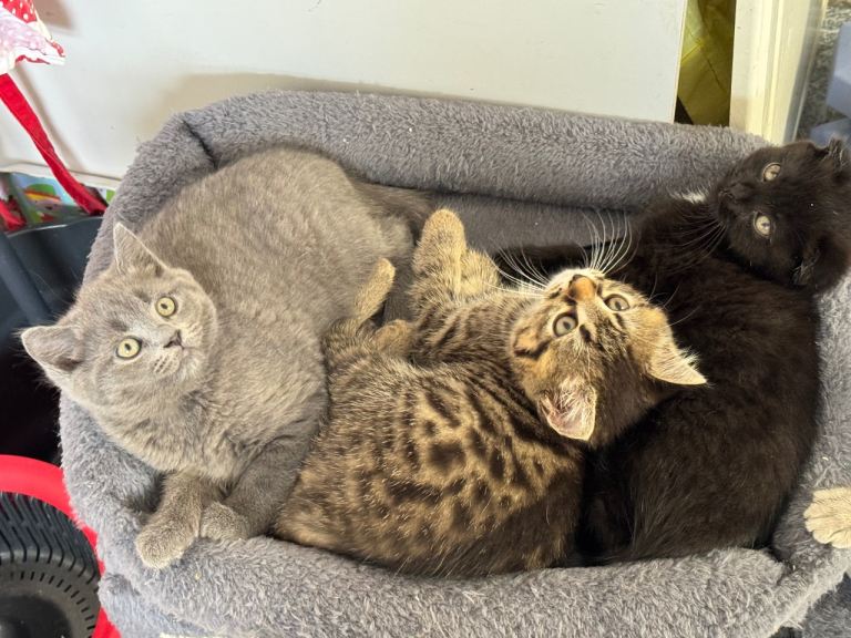 Kittens for sale