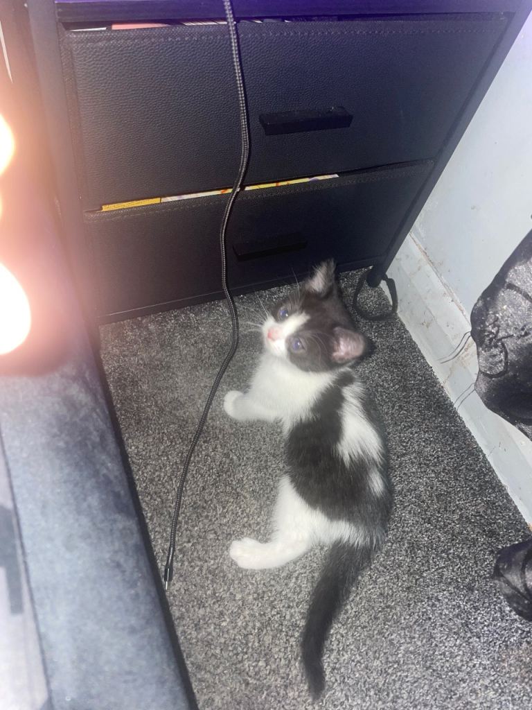 3 Kittens ready to go now