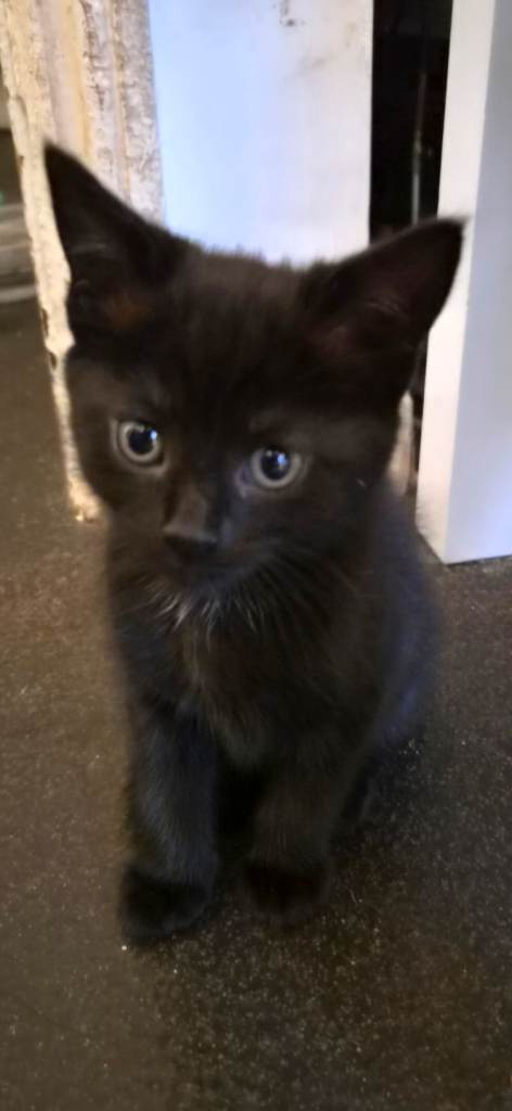Beautiful little girl kitten/ready now