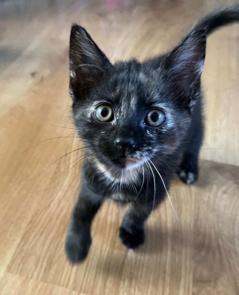 Kitten 