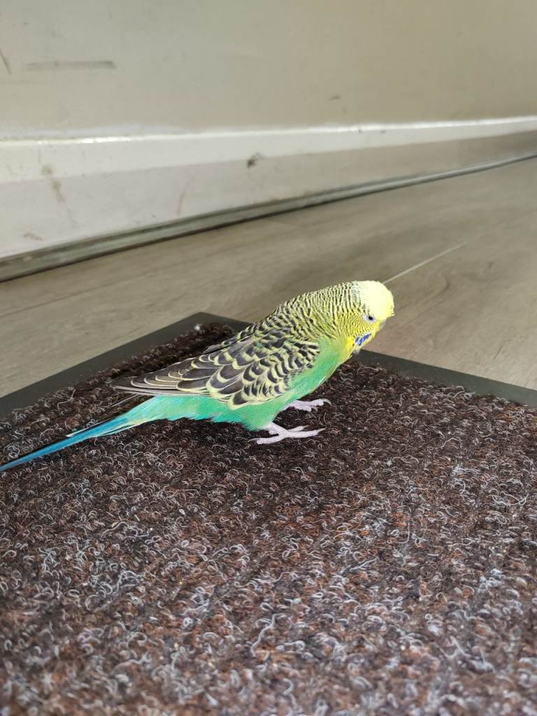 Budgies 