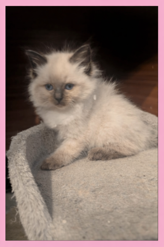 Ragdoll kittens for sale 