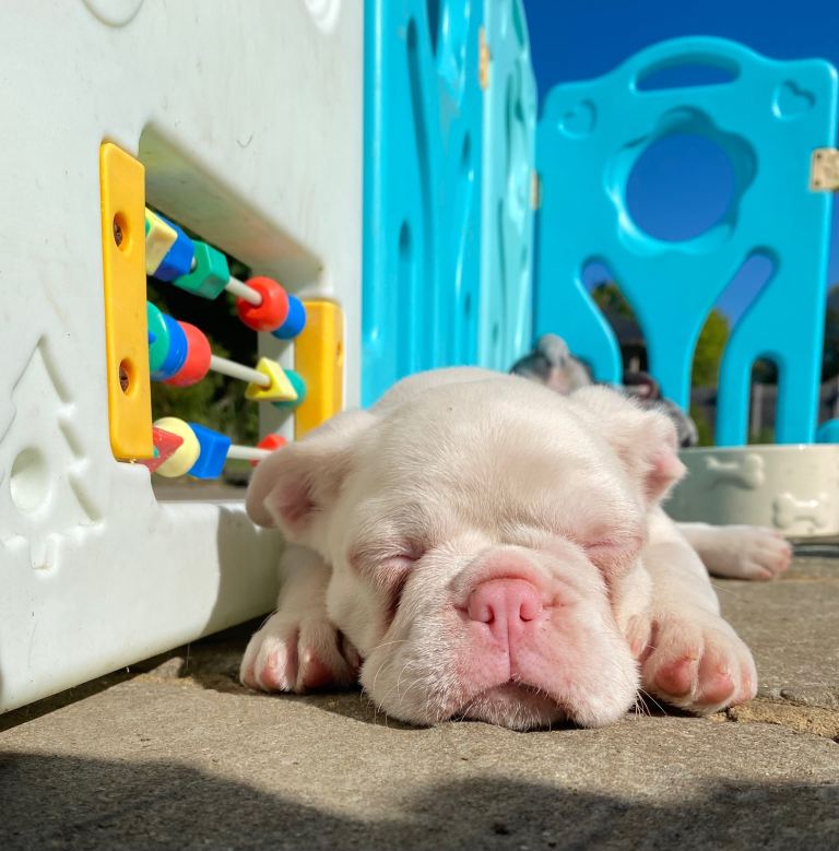 KC registered French Bulldog puppies