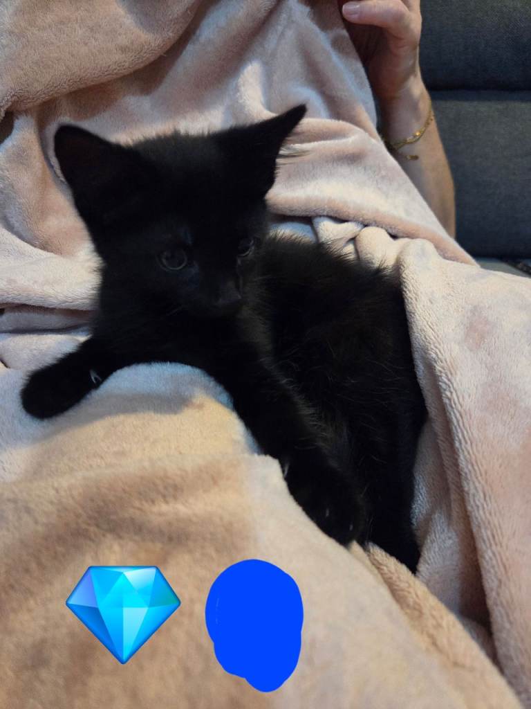 6 Beautiful Kittens for Sale