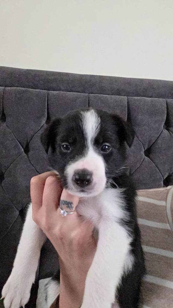 Border collie puppies