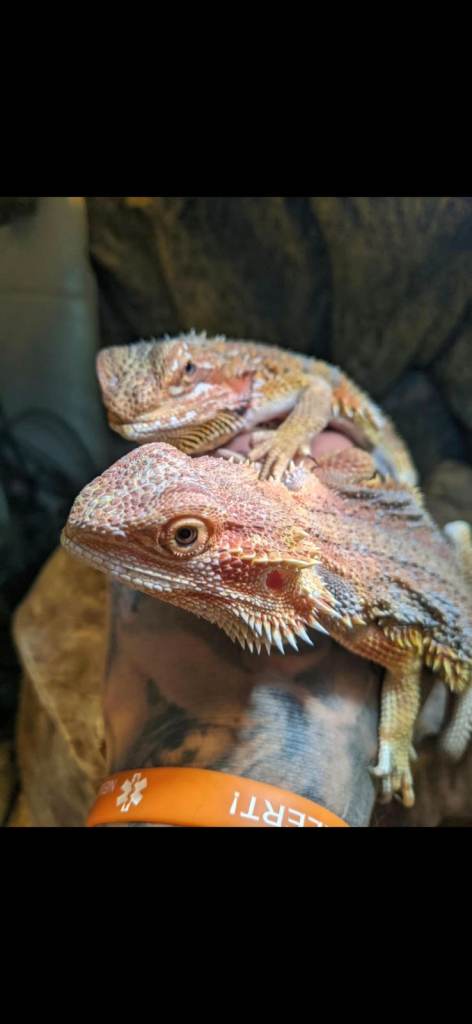 2 bearded dragon and full set up