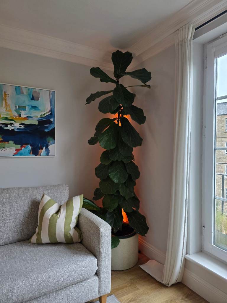 Fiddle Leaf Fig Tree 2m+