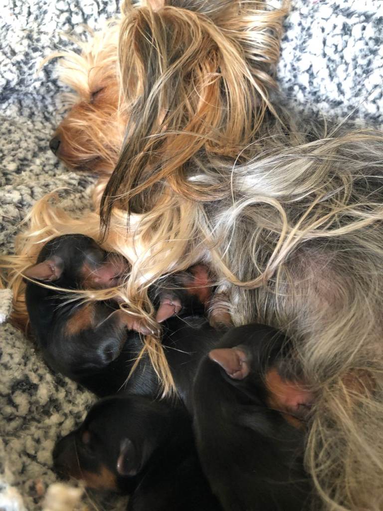 Yorkshire Terriers