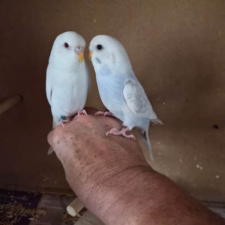 Baby budgies, 