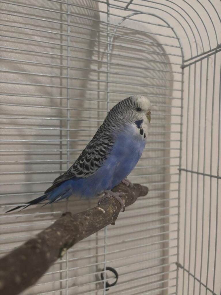 Beautiful budgie & Cage