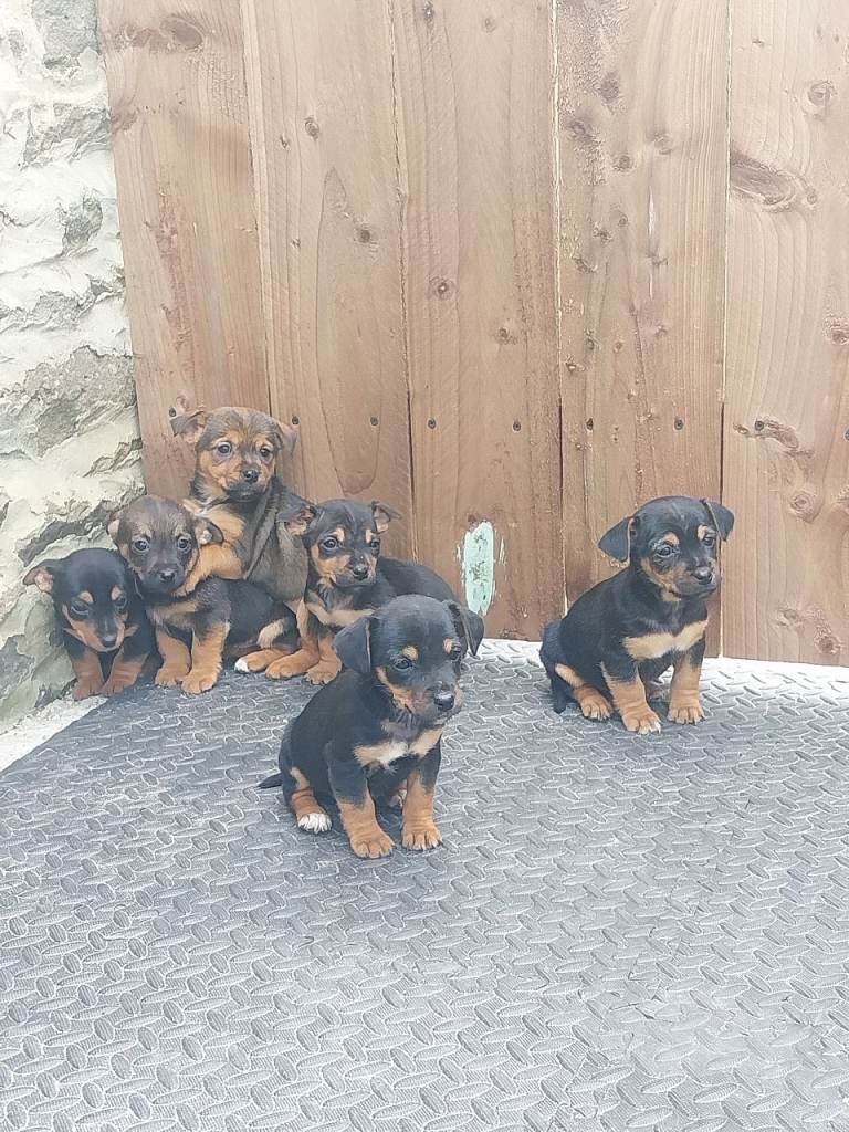 Jack Russell  puppies 