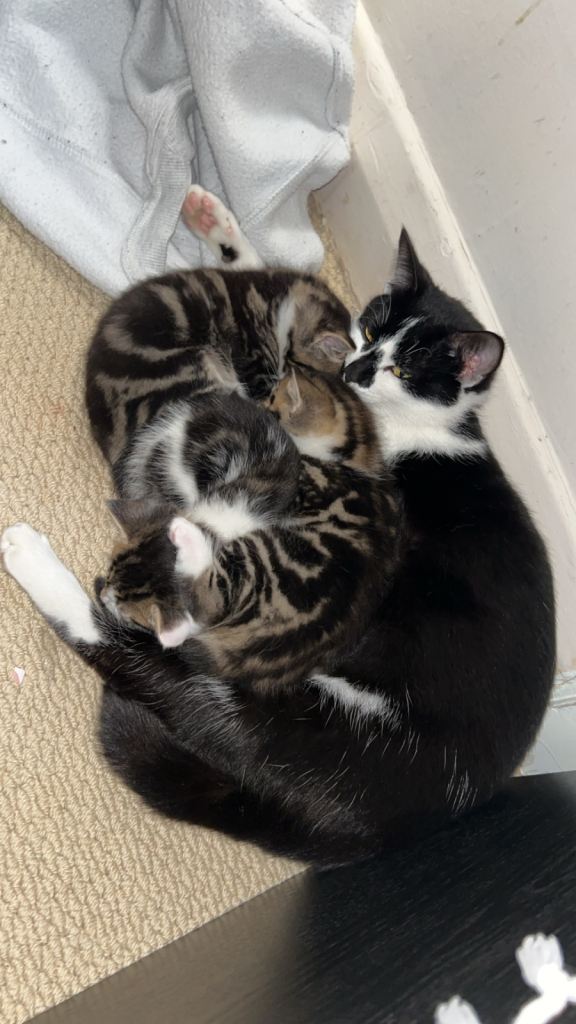 1 Kitten for sale