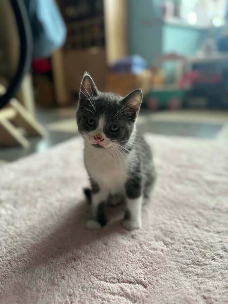 Kittens ready now