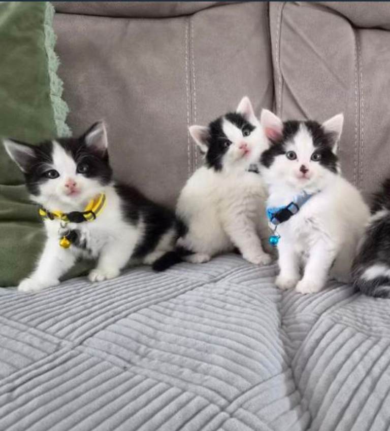 Beautiful fluffy kittens