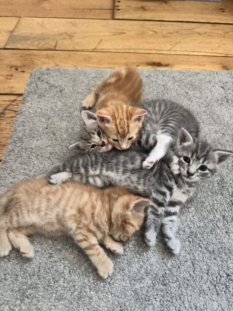 Grey and ginger kittens mixed gender 