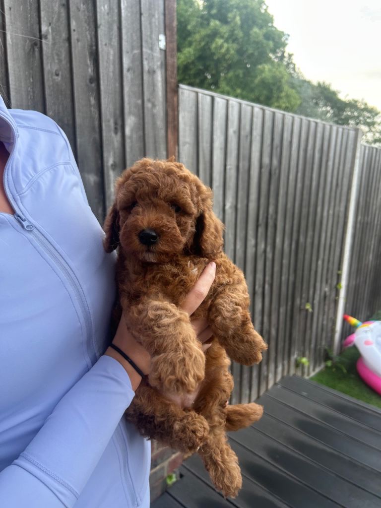 Beautiful F1B Cockapoo puppies 