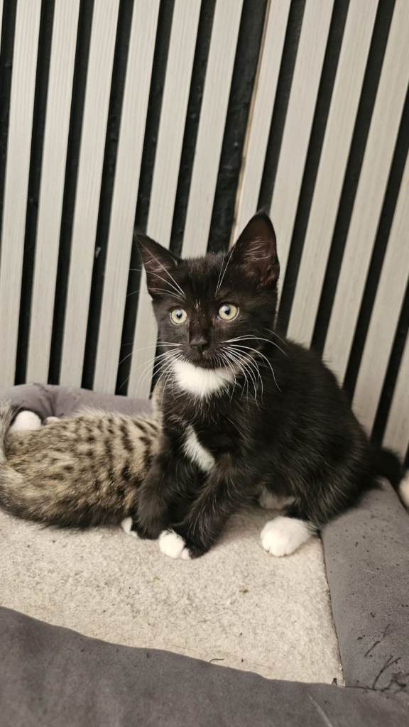 2 Beautiful Kittens Ready To Go Now!