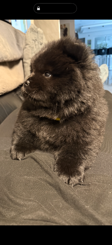 Only 1 beautiful black Female Chow Chow available 